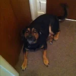 new pal.webp