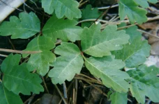 poison_oak_4_28_97_birdfarm.webp