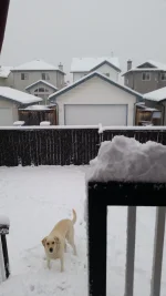 Snow2 sept 10.webp