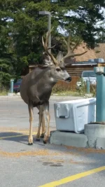 Deer2.webp