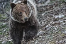 grizzly.webp grizzly.webp