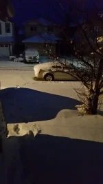 snow.webp