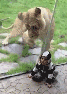 tumblr_mha88mmva61s4q7mco1_250.gif