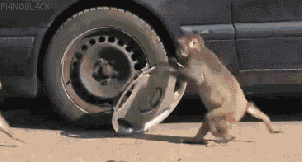 tumblr_mharpz4FO31s4q7mco1_400.gif