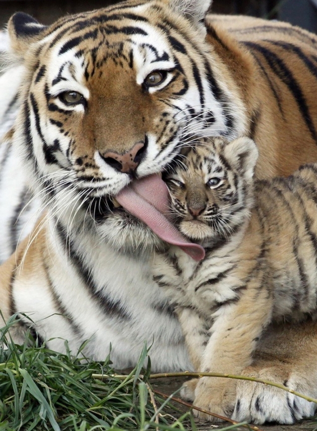 tiger-cub-gets-a-kiss-from-his-mom.jpg